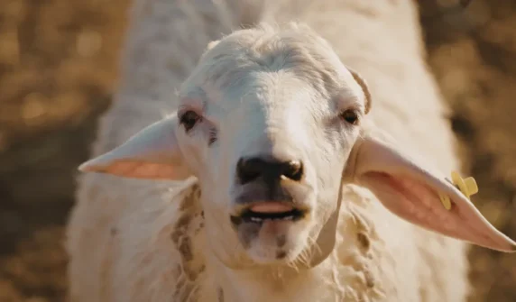 بلیوٹنگ وائرس